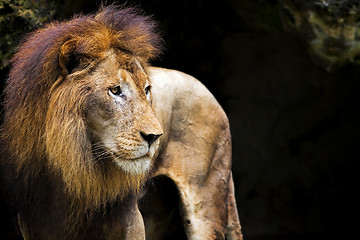 Image showing Lion portrait