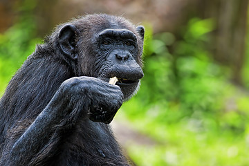 Image showing Common Chimpanzee