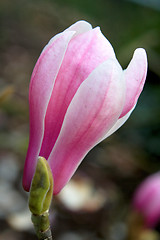 Image showing Magnolia