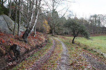 Image showing  Forest road