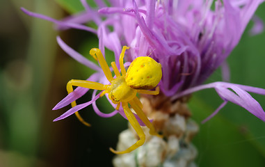 Image showing Yellow spider on a purple flower.