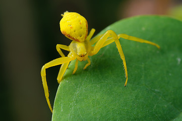 Image showing Yellow spider on a green leaf.