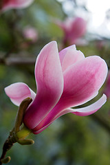 Image showing Magnolia