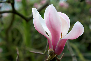 Image showing Magnolia