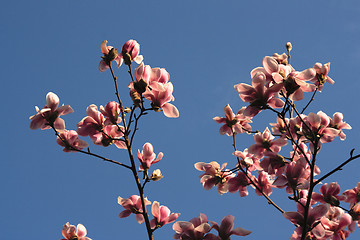 Image showing Magnolia