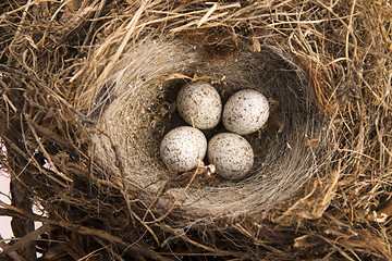 Image showing Detail of bird eggs in nest