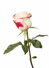 Image showing white rose