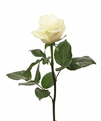 Image showing single white Rose