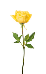 Image showing beautiful yellow rose