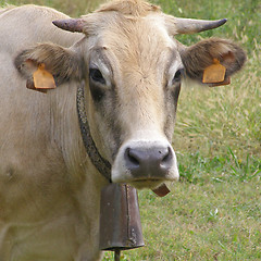 Image showing Cow picture