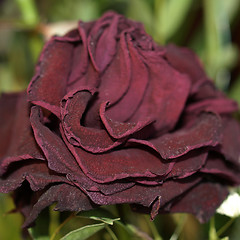 Image showing Decaying rose