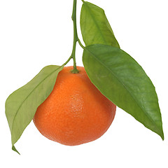 Image showing Mandarin picture