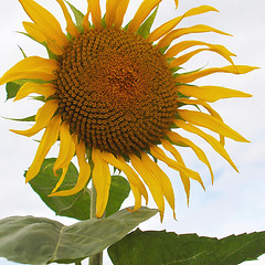 Image showing Sunflower flower