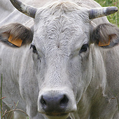 Image showing Cow picture