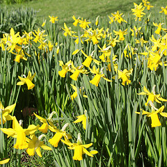 Image showing Daffodils picture