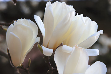 Image showing Magnolia