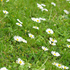 Image showing Daisy flower