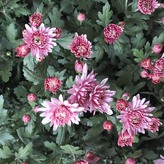 Image showing Chrysanthemum picture