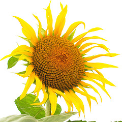 Image showing Sunflower flower