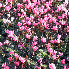 Image showing Flowerbed picture