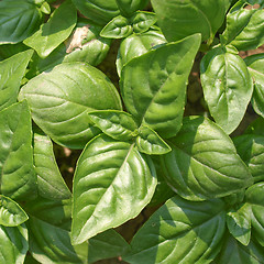 Image showing Basil picture