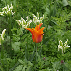 Image showing Tulips