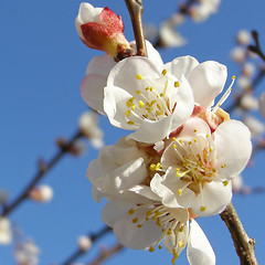 Image showing Fruit tree flowers