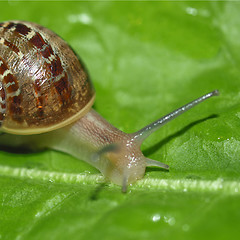 Image showing Snail slug