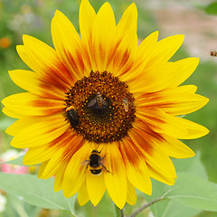 Image showing Sunflower flower