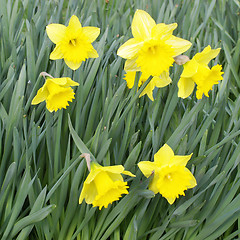 Image showing Daffodils picture