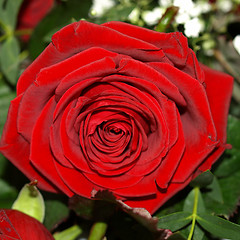 Image showing Rose picture