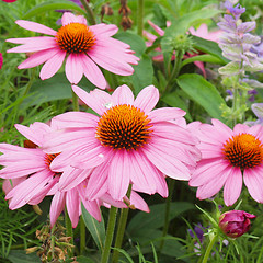 Image showing Daisy flower