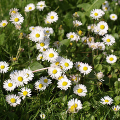 Image showing Daisy picture