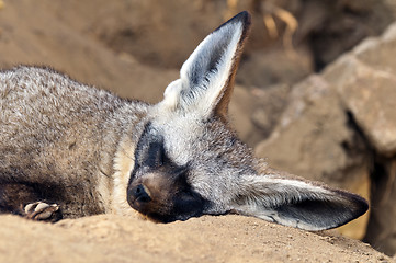 Image showing Bat-eared fox