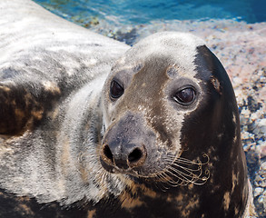 Image showing Grey seal