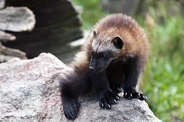 Image showing Wolverine