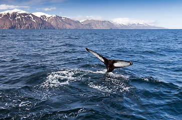 Image showing The tail of a humpback whale