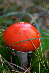 Image showing Amanita muscaria mushroom in grass