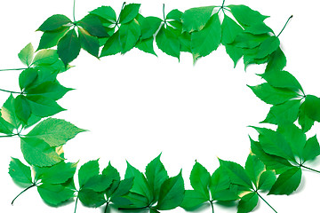 Image showing Green leaves frame on white background
