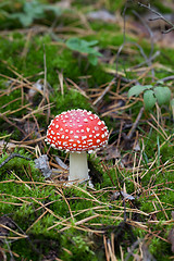 Image showing Red amanita muscaria mushroom in moss