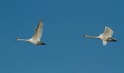 Image showing Muted Swan in flight