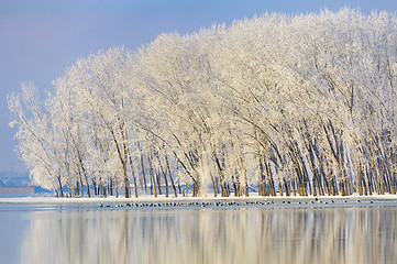 Image showing Frosty winter trees 