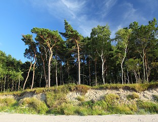 Image showing Forest and sky.