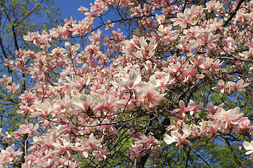 Image showing Magnolia tree blossom