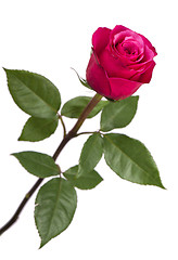 Image showing Pink rose