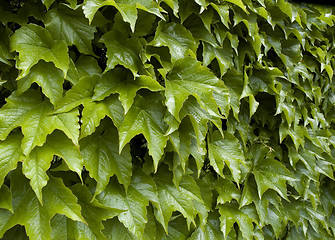 Image showing leaves