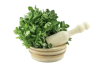 Image showing Mortar with fresh thyme herb