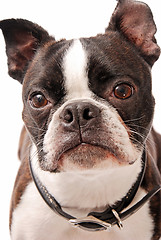 Image showing Boston Terrier Dog Close-up