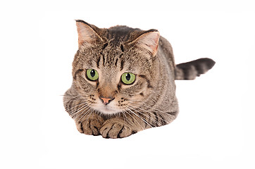 Image showing Green-eyed cat on White