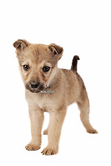 Image showing Brown Puppy on White